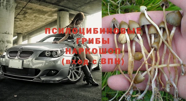 сатива Покачи